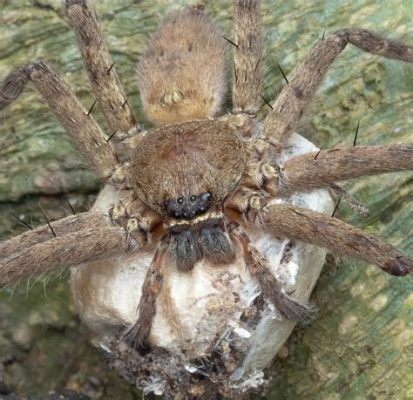  Huntsman Spider:  Ein Meister des Versteckens mit einem Hunger auf Insekten!