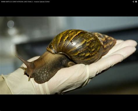  Achatina: Die seltsame Reise eines Riesenschnecken-Gaumes durch die nächtliche Erde!