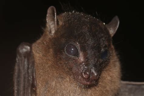  Aethalops! Ein faszinierendes Diploden-Geheimnis, das sich langsam durch den nächtlichen Waldboden bewegt