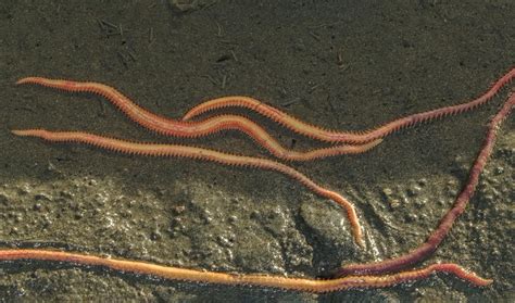  Bristle Worm - A Curious Dweller of Shallow Waters Exhibiting Remarkable Burrow-Making Prowess!