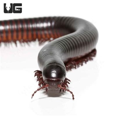  Congo Millipede: Mit Tausend Beinen Tanzt Der Regenwald-Gigant!