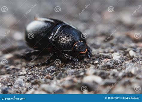  Dorcus - Ein Käfer mit goldenen Hörnern, der sich durch den Wald schleppt!