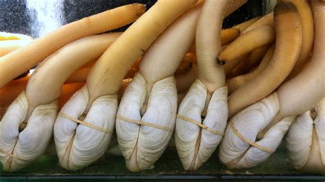  Geoduck! Ein seltsamer Bewohner des Pazifiks mit einer ungätzbaren Perle und einemremarkably langen Siphon