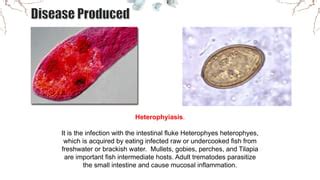  Heterophyes Heterophyes: Eine winzige Reise durch den Darm des Fisches und der Katze!