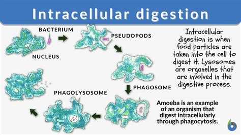  Intestinomonas: Ein mikroskopischer Meister der Verdauung –  Oder Wie Einzelner Organismus Zwei Darmabschnitte Besiedeln Kann!