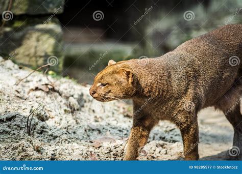 Jaguarandi! Ein Reptil mit leuchtenden Augen und einem ausgeprägten Jagdtrieb.