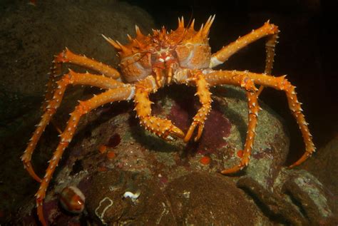  King Crab – Ein Geschöpf der Tiefe mit einem Panzer, der mehr ausmacht als nur einen exotischen Look!