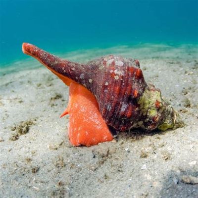  Knochenspross: Eine kleine Schnecke mit großer Persönlichkeit - Erkunde die faszinierende Welt eines Meeresschnecken-Mysteriums!