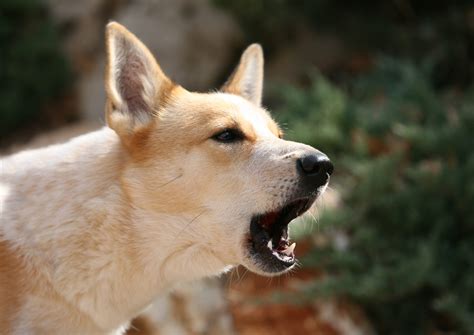 あまり吠えない犬種とその意外な関連性