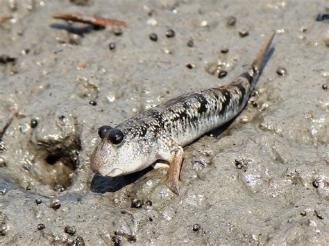  Mudskipper: Eine faszinierende Reise durch Leben am Land und Wasser!