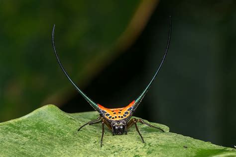  Orbweaver! Learn About This Spectacular Eight-Eyed Architect and its Intricate Silk Creations