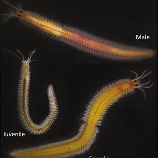  Platynereis dumerilii – Ein Meister des Versteckspiels und eine treue Begleiterin für die Wissenschaft!