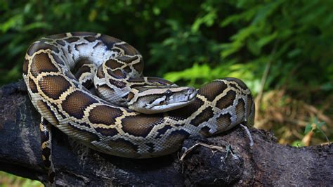  Pythons: Eine faszinierende Schlangenart mit einer unglaubliche Kraft zum Ergreifen und Verschlingen ihrer Beute!