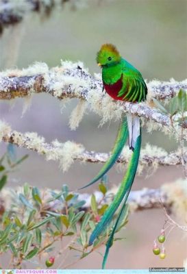  Quetzal: Ein Vogel mit Smaragdgrün Federn und einem Gesang, der die Herzen der Menschen erobert!