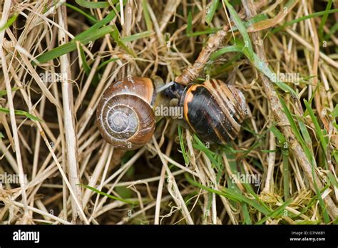   Queula: Ein außergewöhnlicher Schnecken-Genosse mit einer Vorliebe für feuchte und dunkle Verstecke!