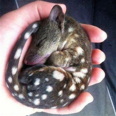  Quoll! Ein bezaubernder Beutegreifer mit einem ungewöhnlichen Schlafplatz