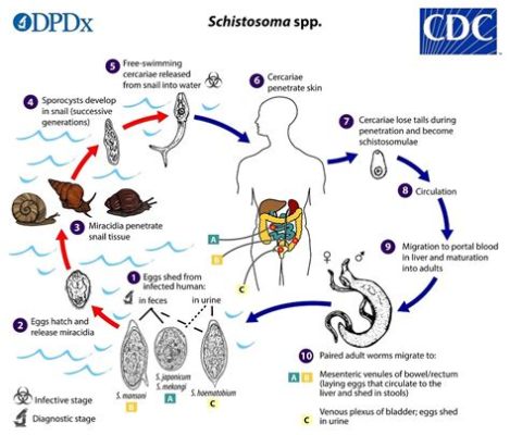  Schistosoma - Ein Parasit mit Vorliebe für Warme Gewässer!