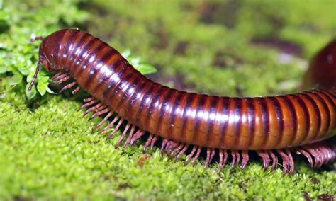  Schnecken millepede - Ein Panzer der tausend Beine für den heimlichen Waldgänger!