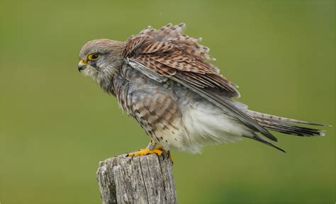  Turmfalke! Der Beherrscher der Lüfte mit Federkleid und messerscharfem Blick!