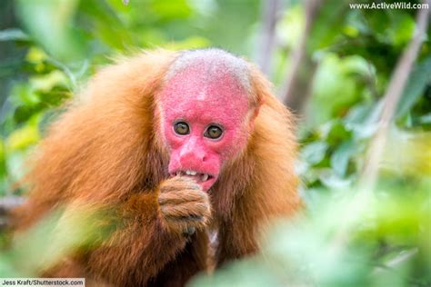  Uakari – Ein faszinierender Affe mit rotem Gesicht und einem unbändigen Appetit auf Früchte!