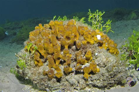 Uncinularia spp.! Erfahren Sie alles über diese faszinierende Demospongie und ihren einzigartigen Lebenszyklus als sesshaftes Meeresfiltertier!