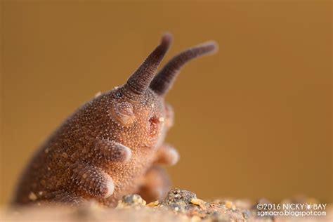  Voracious Vibrating Velvet Worm! This Microscopic Marine Hunter Will Blow Your Mind