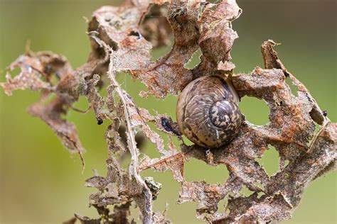  Weltschnecke: Ein Meister der Tarnung mit einem exquisiten Geschmack für Algen!