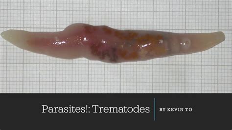  Xenopharyngeal Trematoda: Ein Schmarotzer mit einer Vorliebe für Fischbläschen!