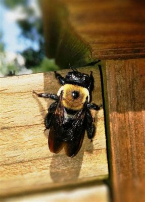 Xylocopa! Ein faszinierender Holzbohrer, der sowohl als fleißiger Bestäuber als auch als geschickter Tischler fungiert!