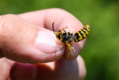  Yellowjacket: Ein winziges Insekt mit einem riesigen Stachel für ungezügelte Sommertage!